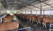 Kuota Pengiriman Cepat Habis, Distan Pangan Bali Pastikan Pengeluaran Sapi Berdasarkan Analisis Populasi