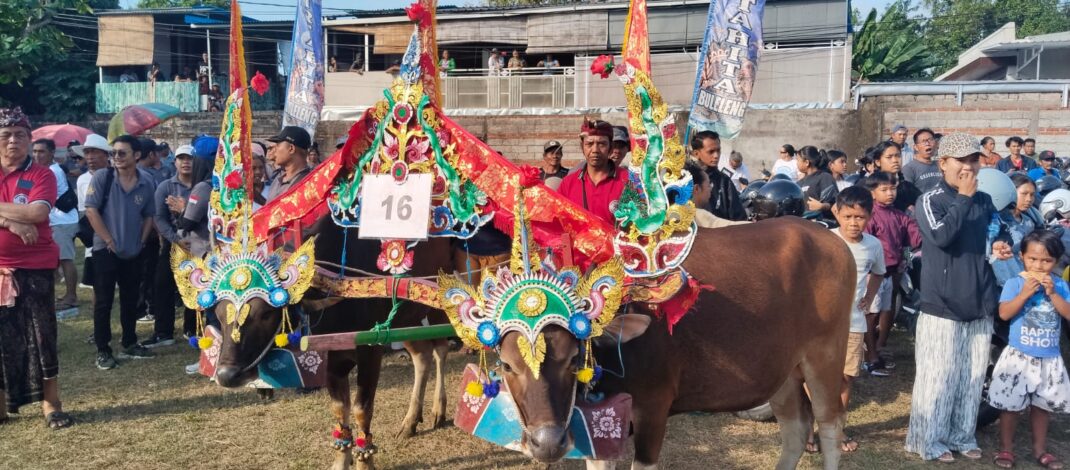 Sampi Grumbungan Hidupkan Tradisi dan Perkuat Potensi Peternakan Lokal di Lovina Festival 2026