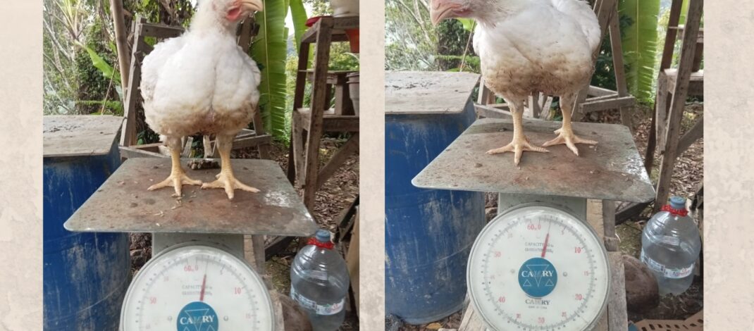 Mantan Peneliti BPTP Bali Temukan Formula Probiotik Baru