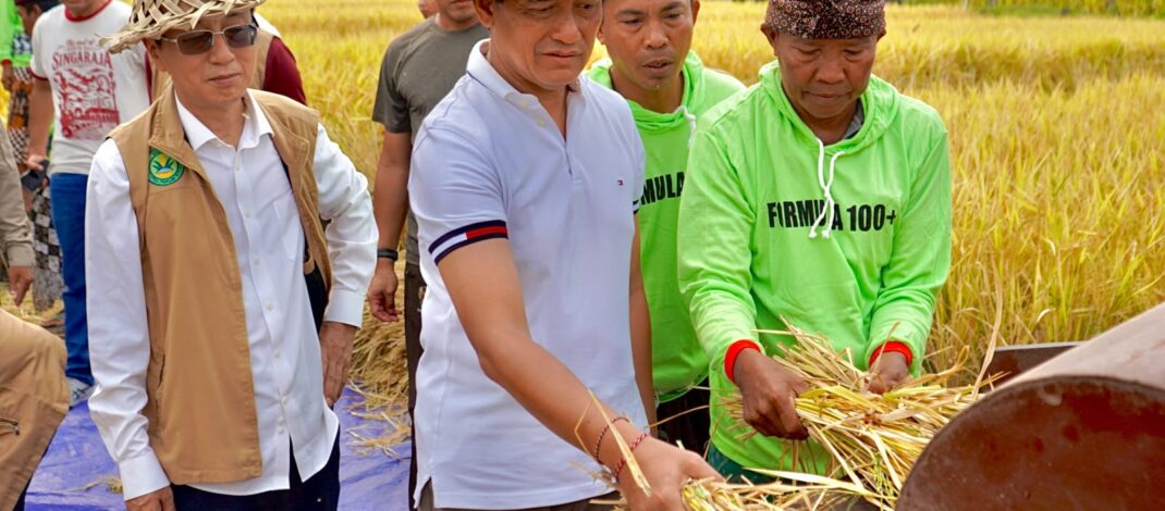 Buleleng Panen Padi Bridantara 8, Tembus 10 Ton Per Hektar di Tengah Kemarau