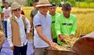 Buleleng Panen Padi Bridantara 8, Tembus 10 Ton Per Hektar di Tengah Kemarau