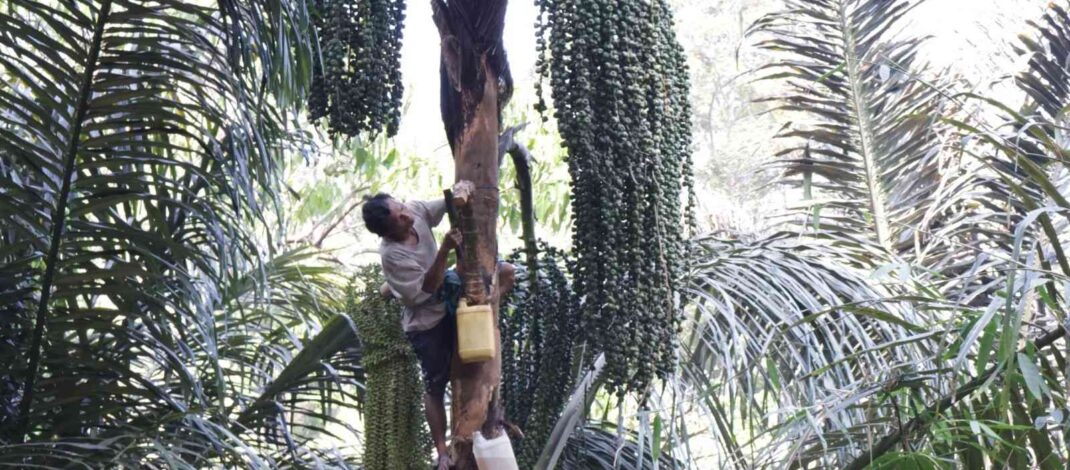 Petani Enau Desa Silangjana Olah Nira Jadi Tuak Manis, Gula Aren dan Gula Semut