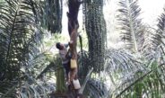 Petani Enau Desa Silangjana Olah Nira Jadi Tuak Manis, Gula Aren dan Gula Semut